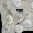 Spectacular Fossil Sand Dollar Cluster With Whale Bone #22841-4